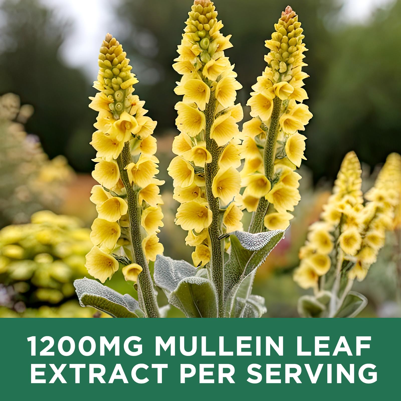 Dropper dispensing a 2ml dose of ReviNutra Mullein Drops
