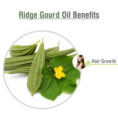 Ridge Gourd (Lufa Acutangula) Carrier Oil - 15 ml