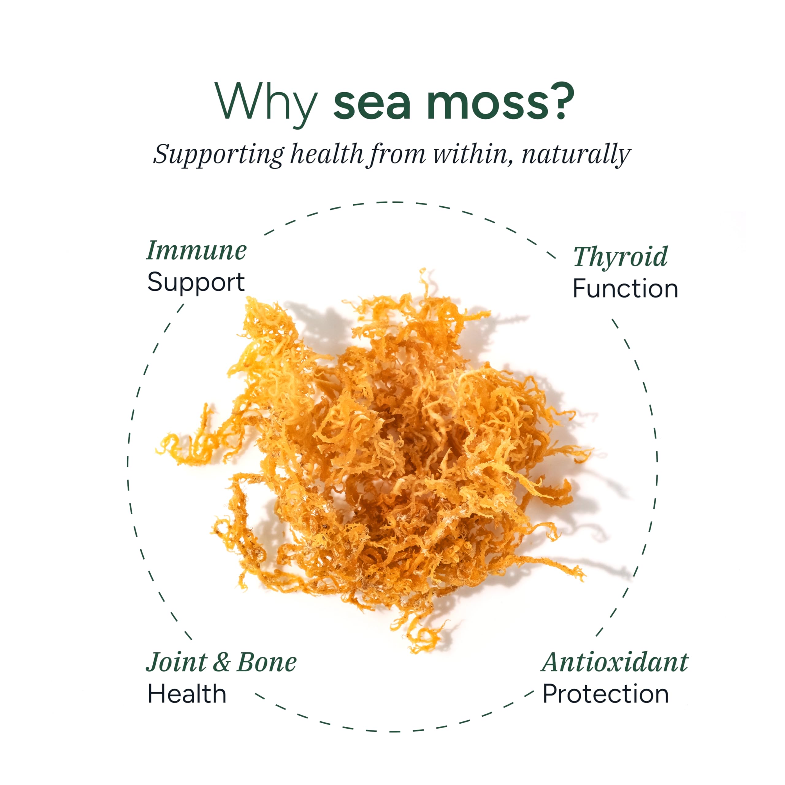 Black Seed Oil alongside ROOT LABS Sea Moss Gummies