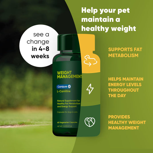 Close-up of L-Carnitine ingredient highlight