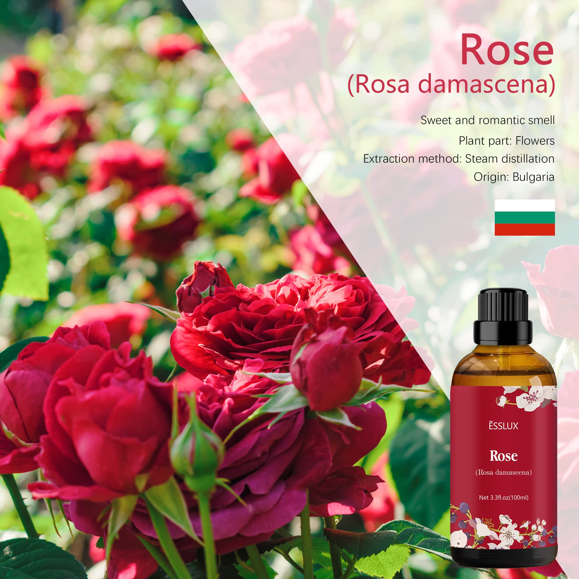 Close-up of rose petals with rose essential oil bottle