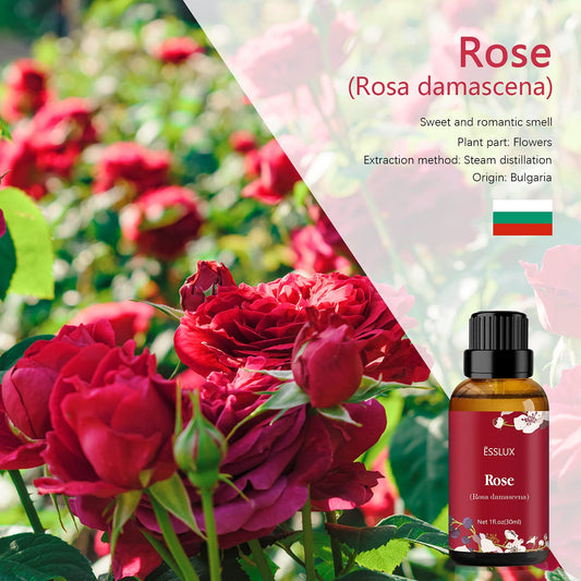 Steam-distilled rose essential oil from Rosa damascena