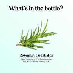 Quality and purity of rosemary essential oil