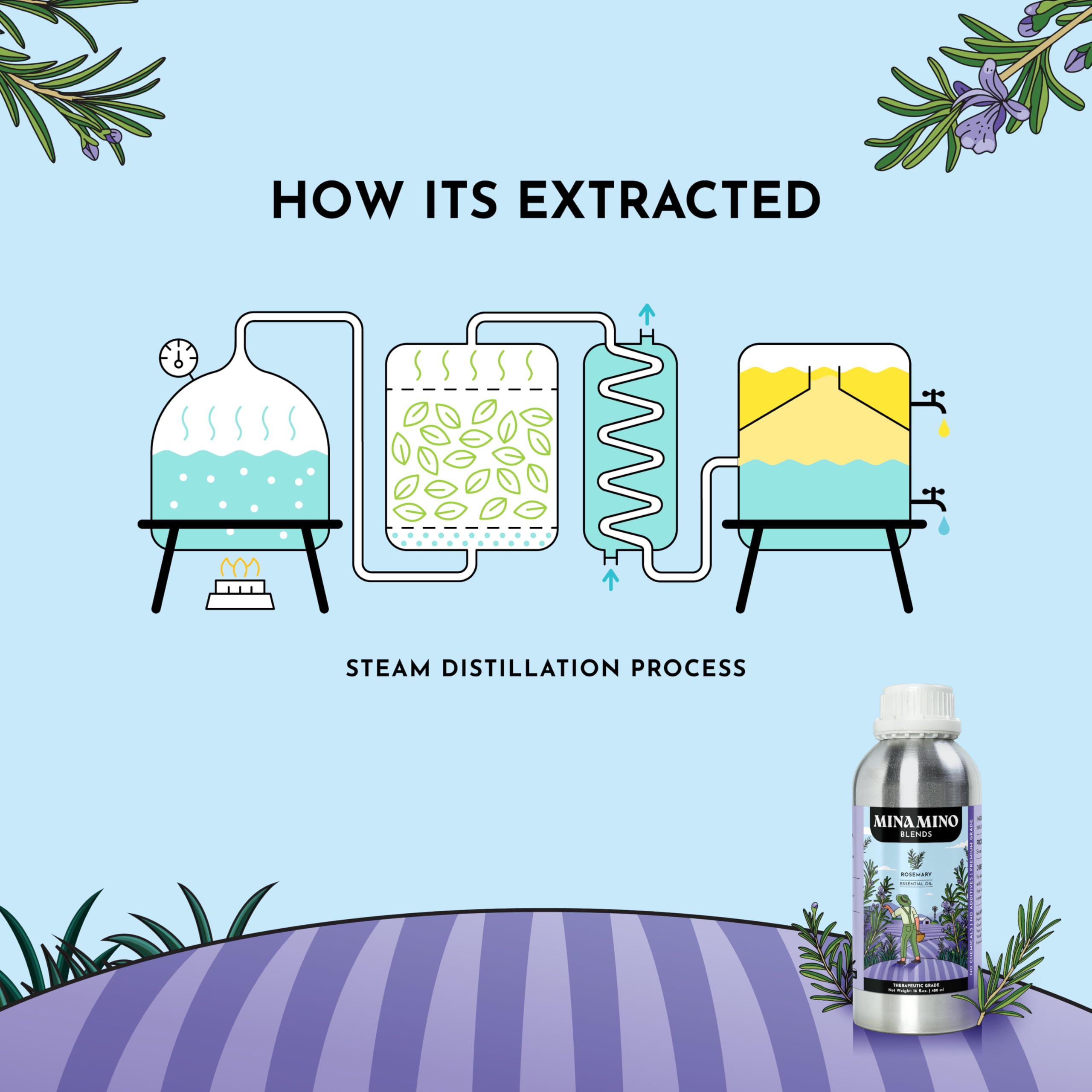Safety and dilution guidance for rosemary essential oil