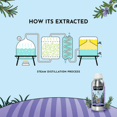 Safety and dilution guidance for rosemary essential oil