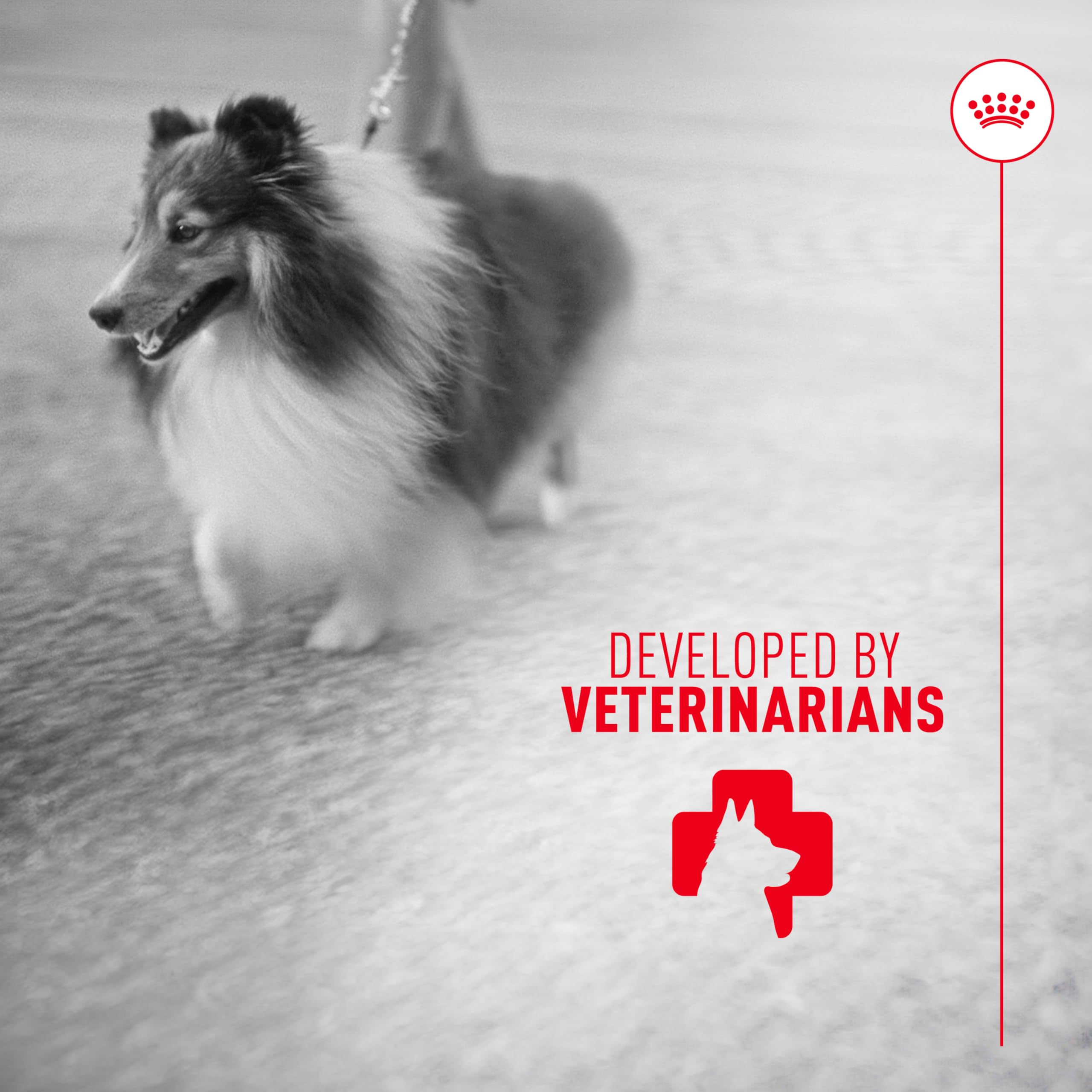 Complement to any Royal Canin diet for healthy skin