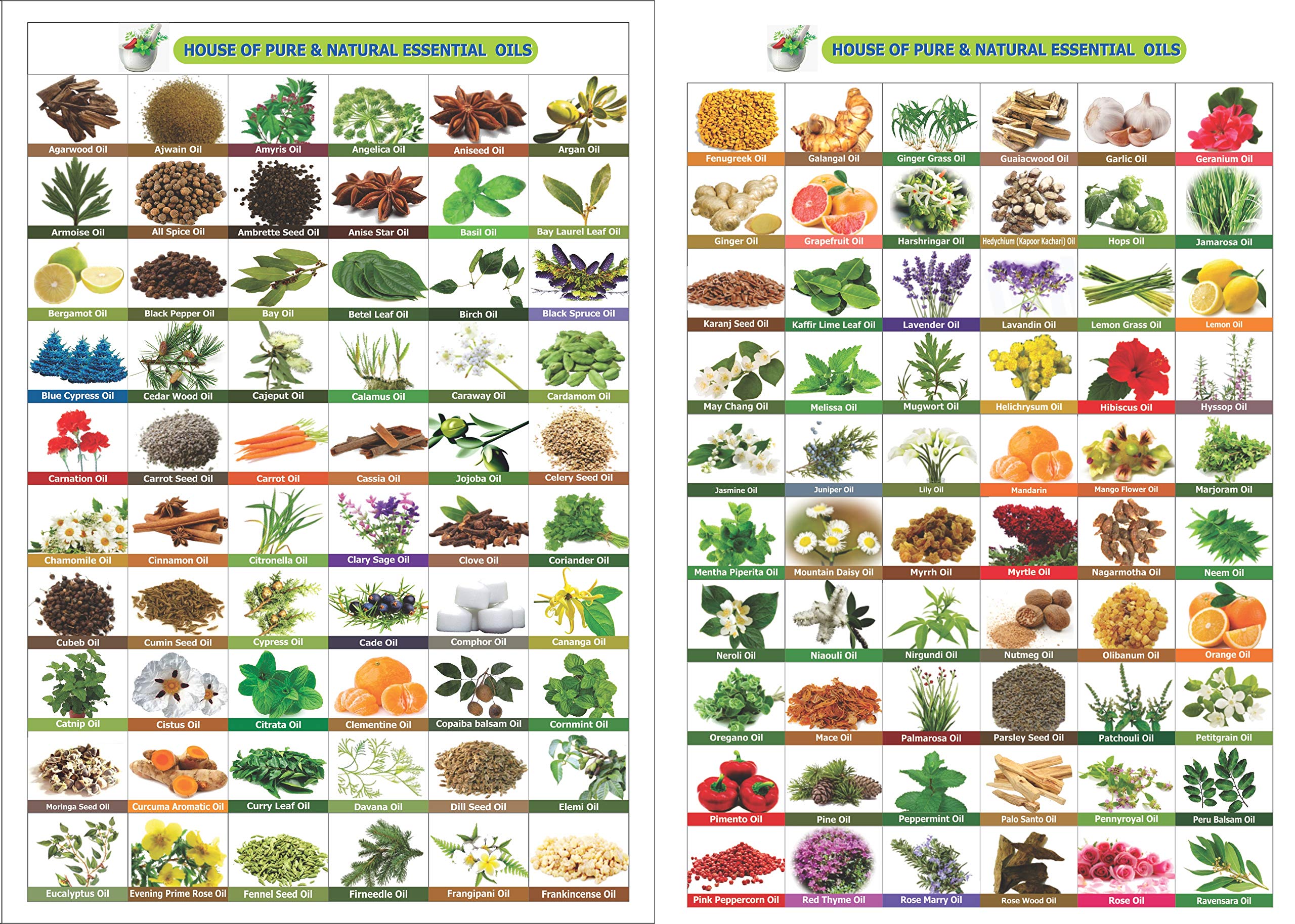 Salvia Cotton Seed Oil bottle with pour spout