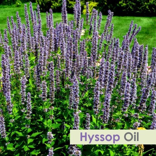 Hyssopus officinalis essential oil dropper close-up