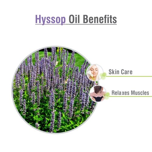 Pure Salvia Hyssop oil on white background