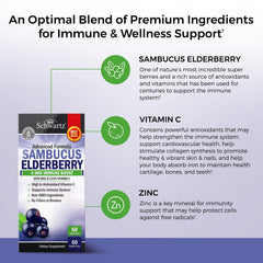 Sambucus nigra elderberry fruit imagery