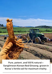 Individual red ginseng stick wrapped for portability