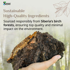 Wild-harvested Chaga mushrooms in forest setting