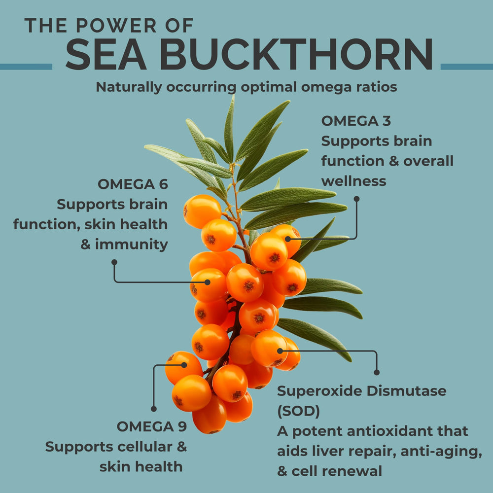 Fresh sea buckthorn berries on a branch
