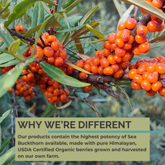 Sea buckthorn berries beside oil bottle
