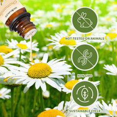 Chamomile essential oil 10 ml bottle in amber glass
