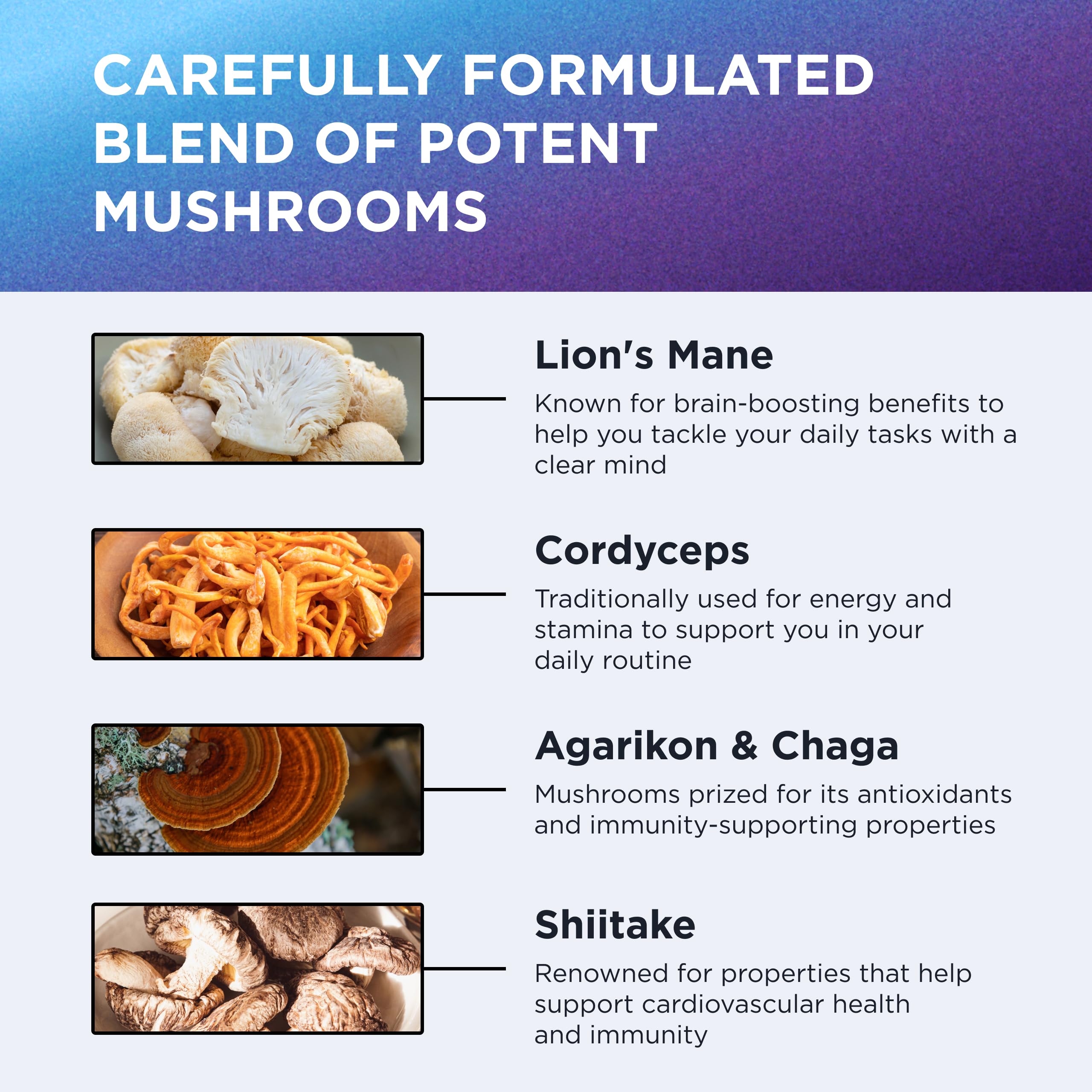 Shiitake, Maitake, Antrodia and Agarikon mushroom close-up