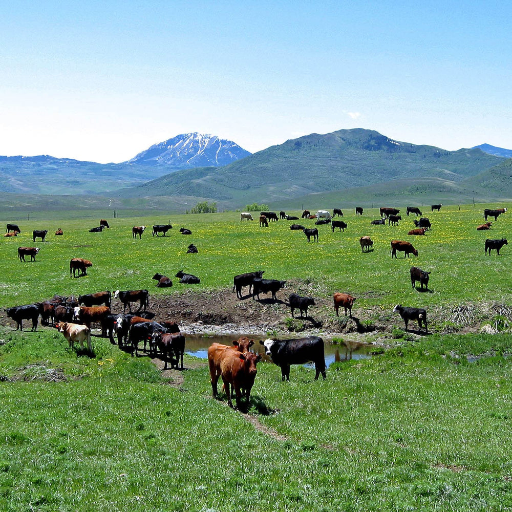 New Zealand cattle bone hydroxyapatite ingredient