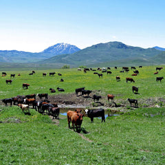 New Zealand cattle bone hydroxyapatite ingredient