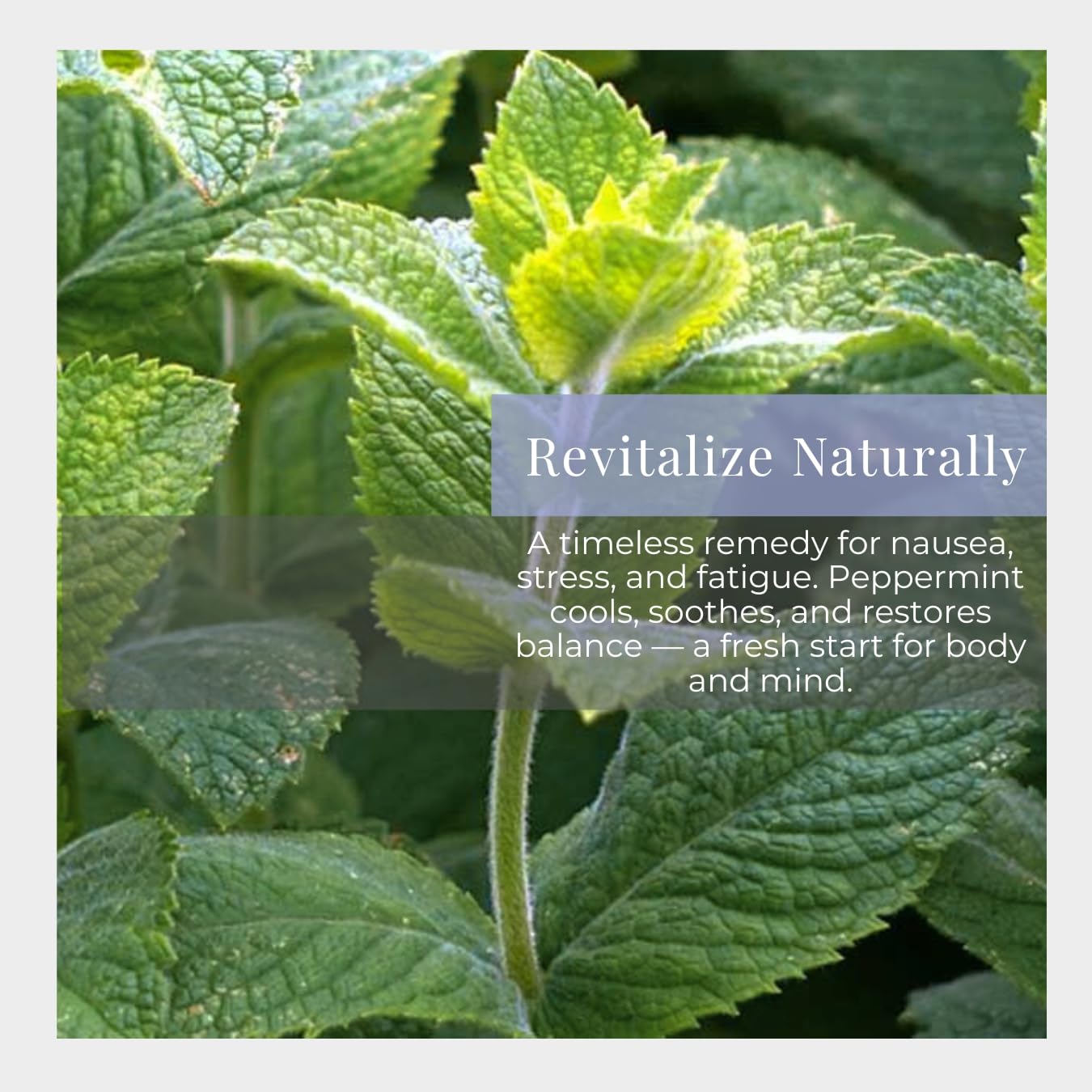 Close-up of roll-on applicator for peppermint essential oil