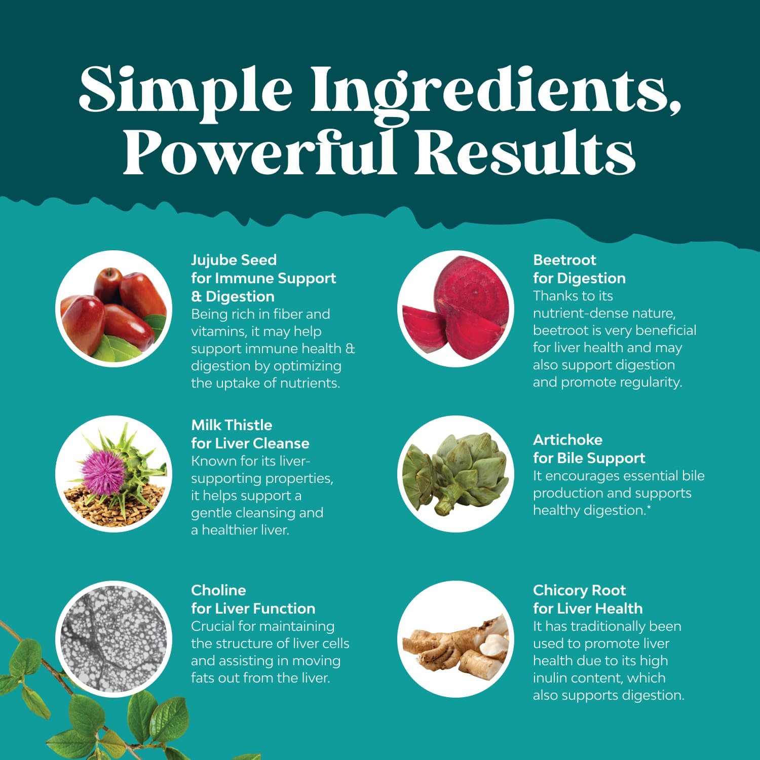 Silymarin herbal liver support illustration