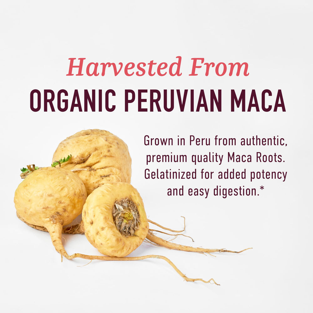 SMNutrition maca yellow root closeup emphasizes versatile energy-boosting powder blend.