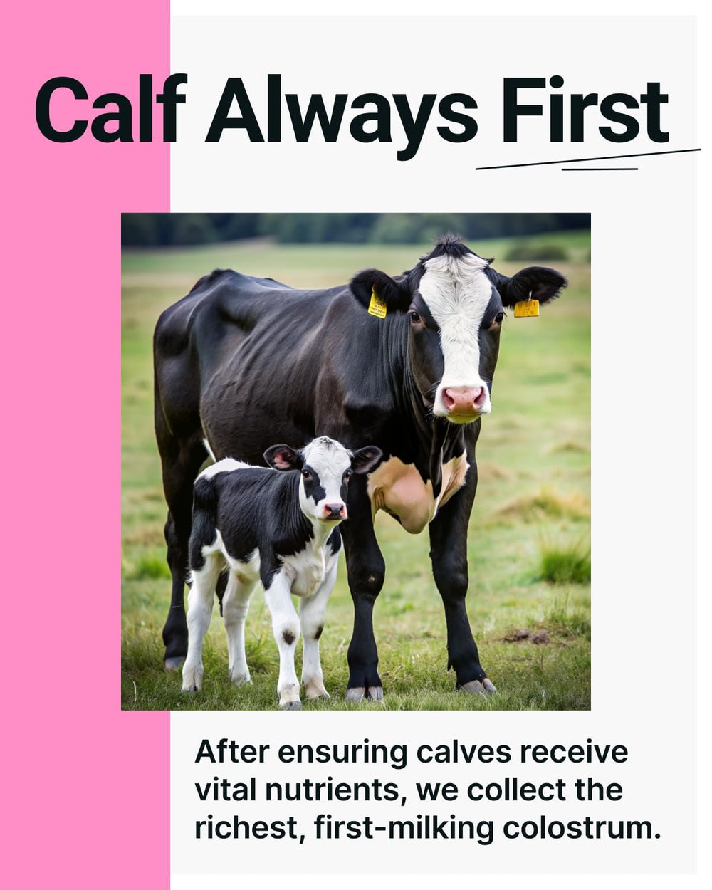 Colostrum powder added to a smoothie