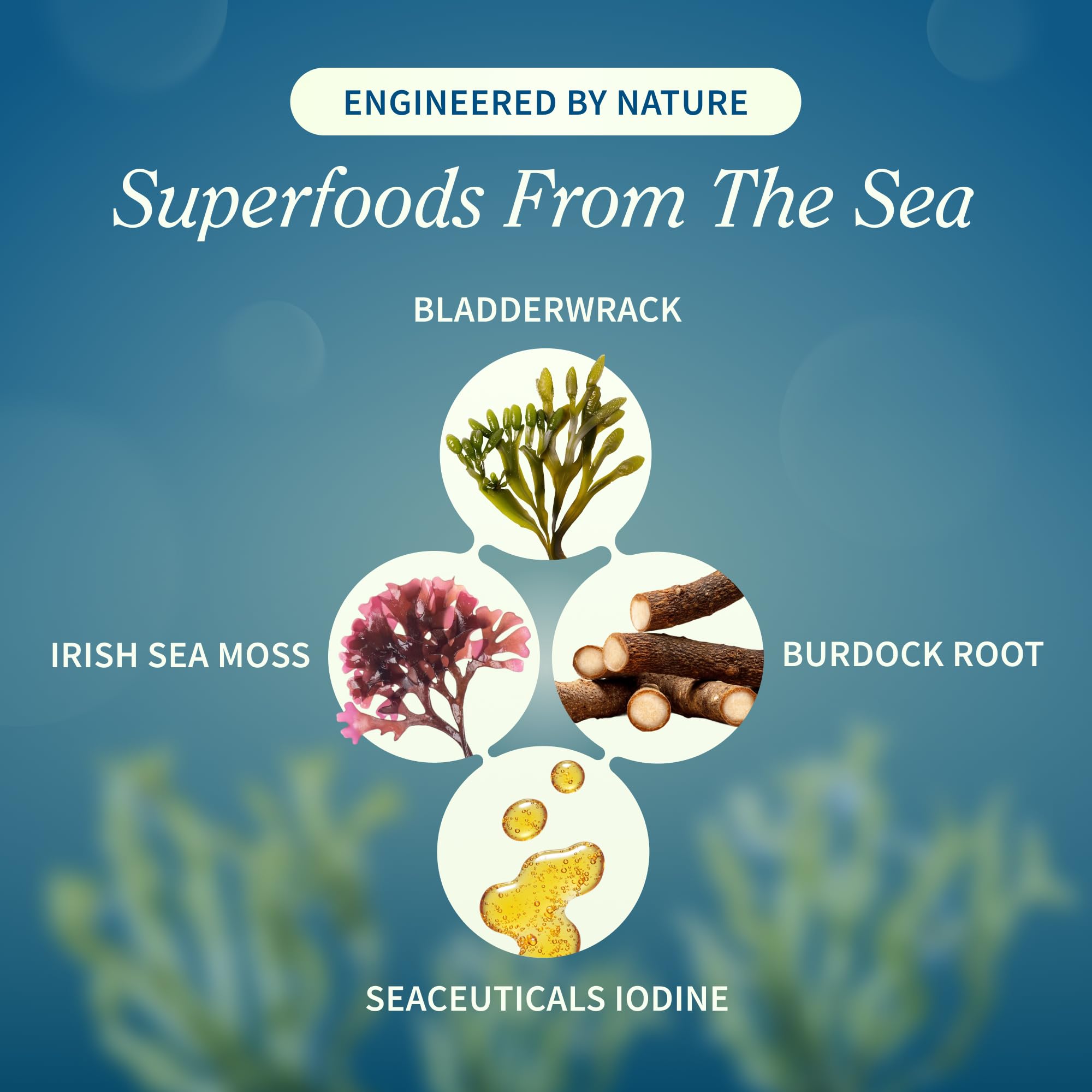 Vegetarian capsules bottle of Snap Supplements Irish Sea Moss