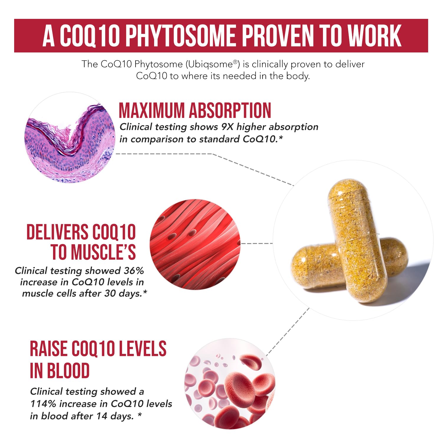 Clinical trial chart showing doubling of CoQ10 levels in 2 weeks