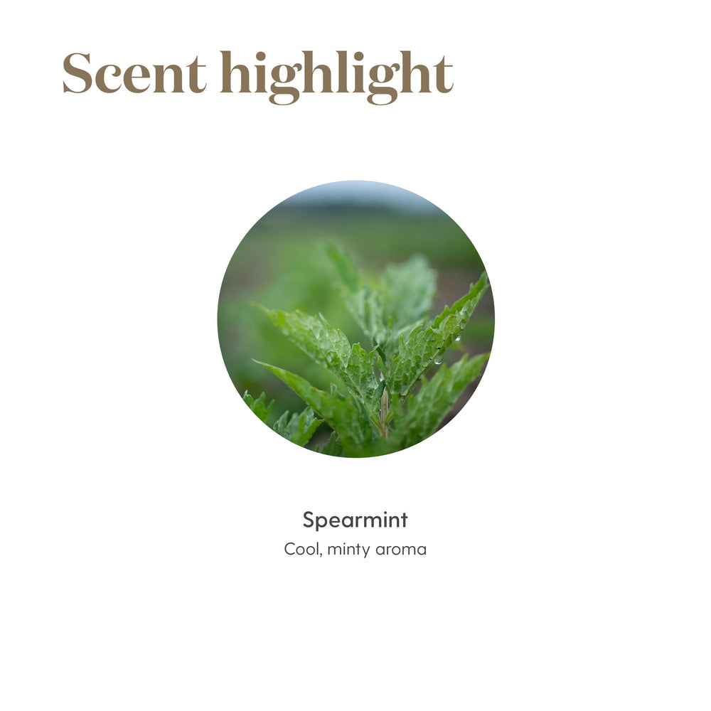 Spearmint essential oil promoting digestive and wellness benefits