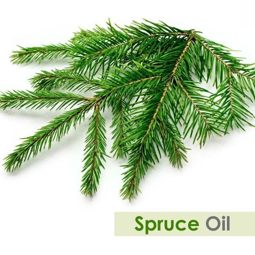 Close-up of amber dropper bottle for Spruce Oil Tsuga Canadensis 15ml