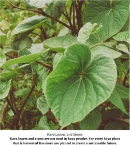 Fiji origin label on Starwest Botanicals Kava Kava Root product