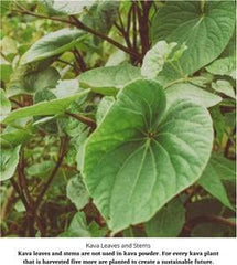 Fiji origin label on Starwest Botanicals Kava Kava Root product