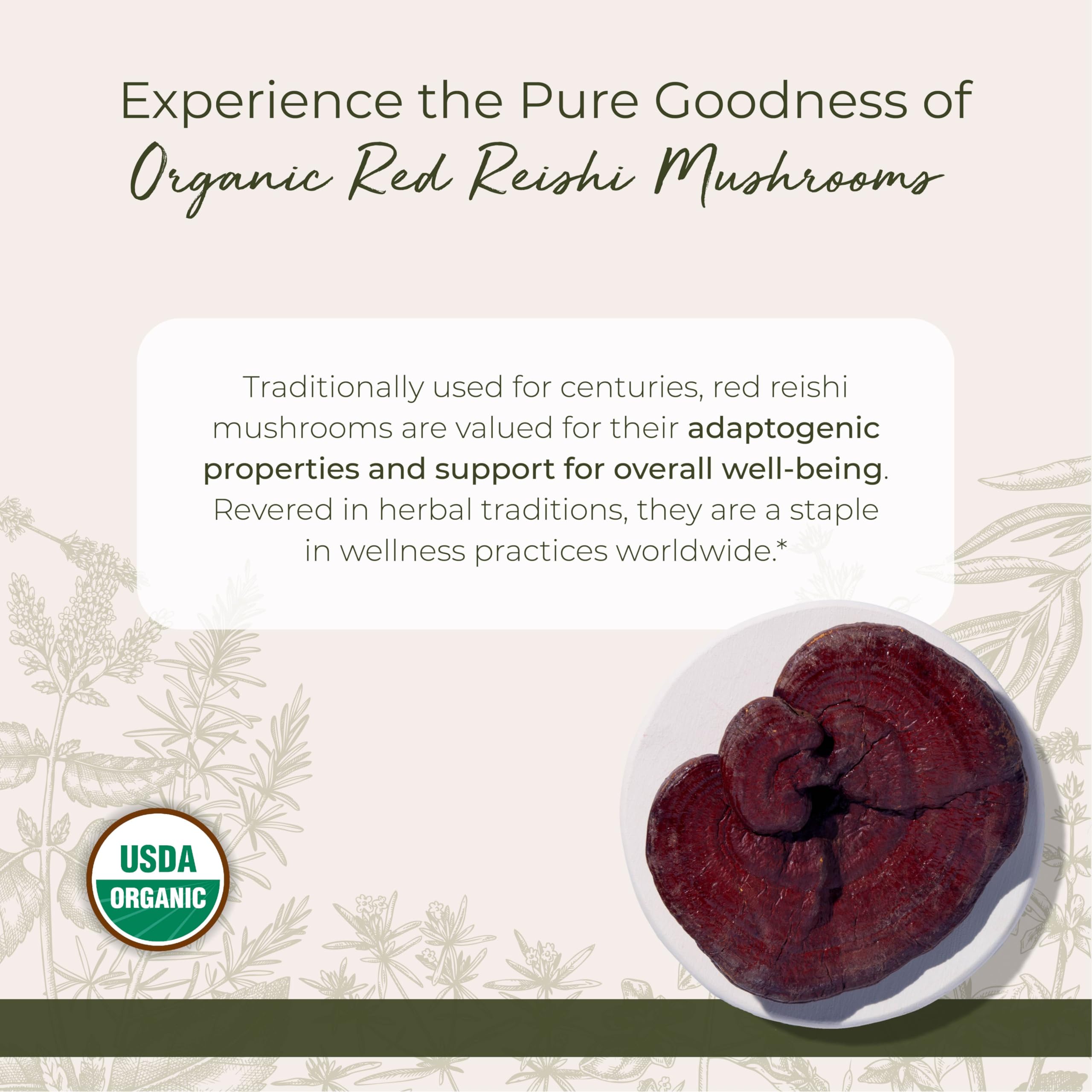 Close-up of dried red reishi mushrooms (Ganoderma lucidum)