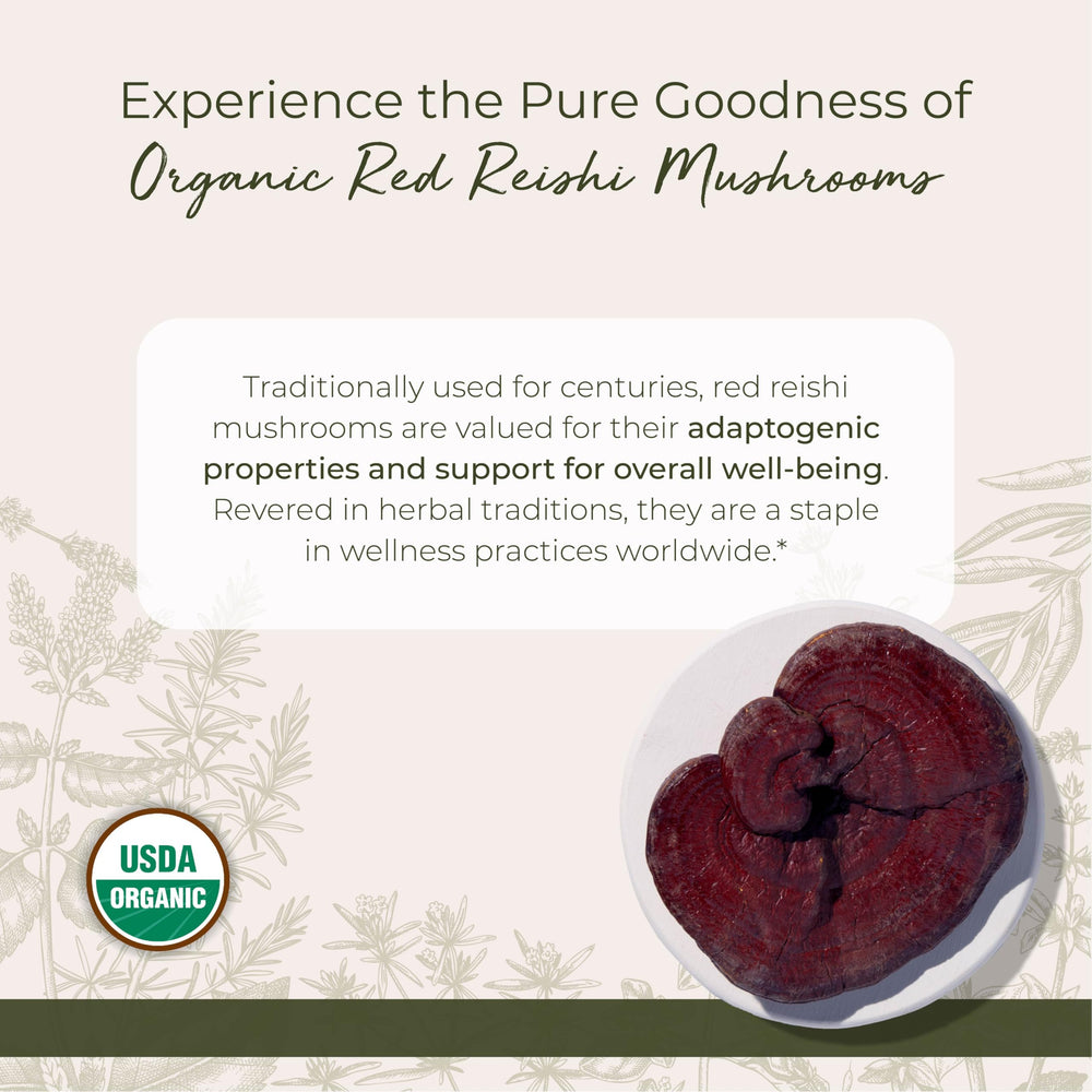Close-up of dried red reishi mushrooms (Ganoderma lucidum)