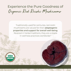 Close-up of dried red reishi mushrooms (Ganoderma lucidum)