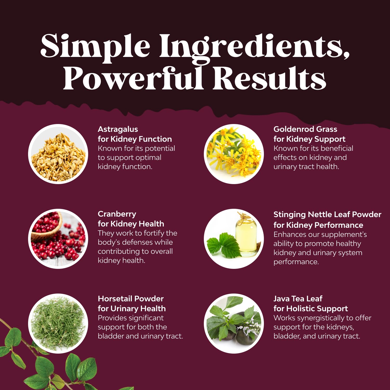 Stinging nettle and astragalus in kidney health blend