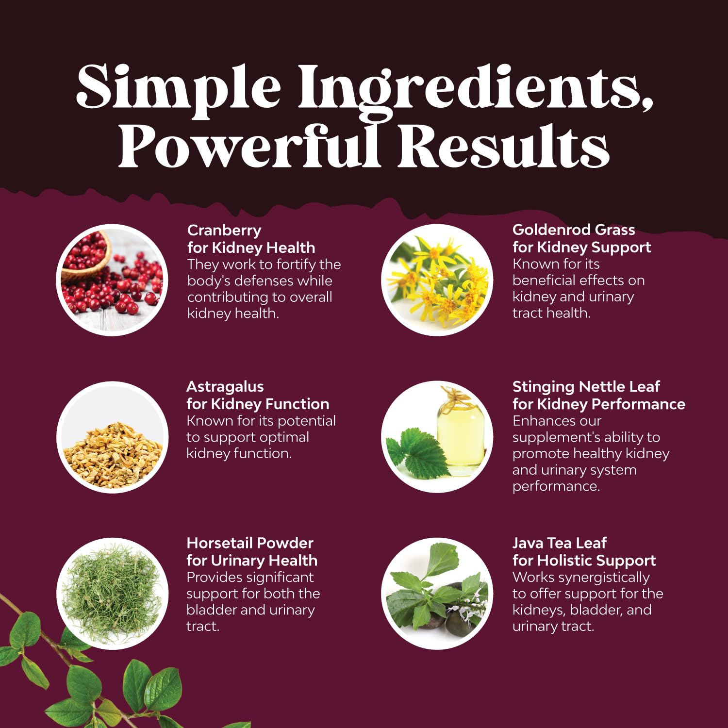 Stinging nettle herb ingredient
