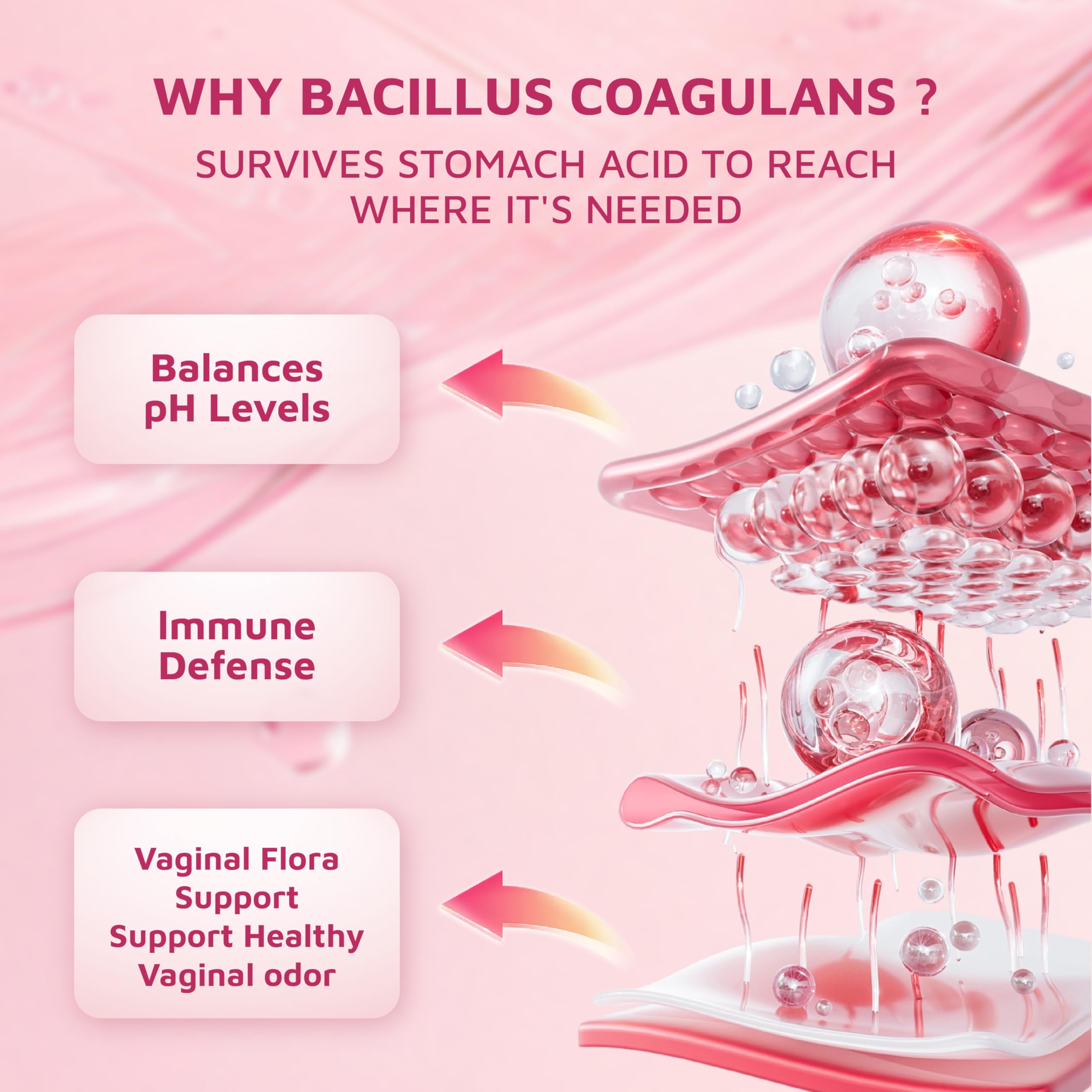 Illustration of Bacillus Coagulans probiotic ingredients