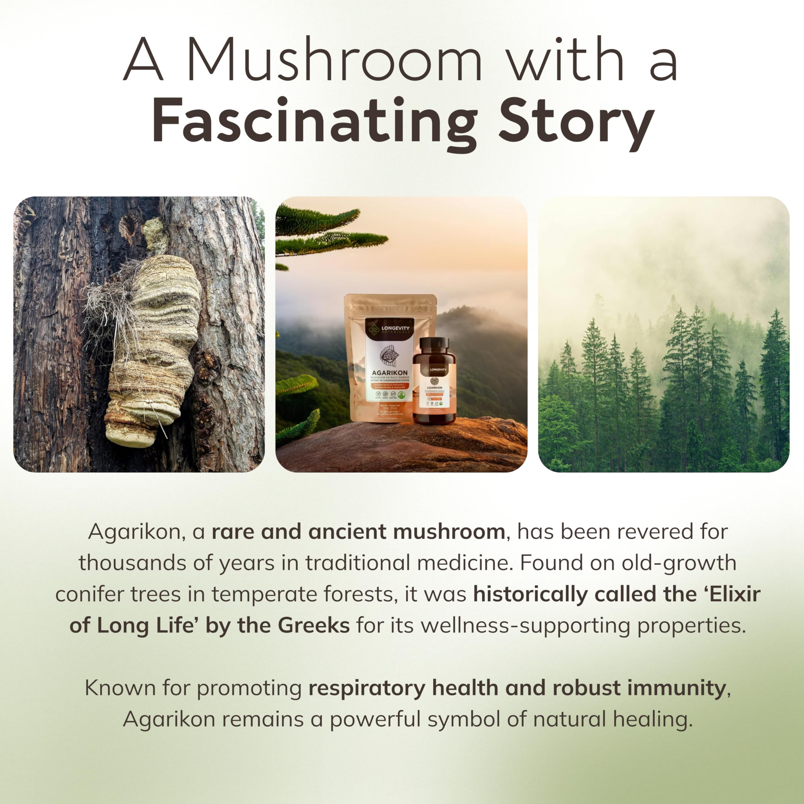 Sustainable wild harvest of Agarikon mushroom.