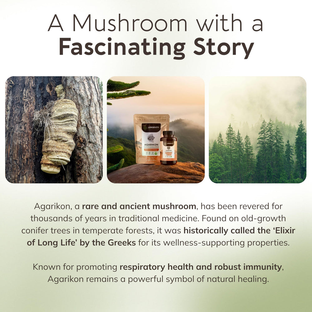Sustainable wild harvest of Agarikon mushroom.