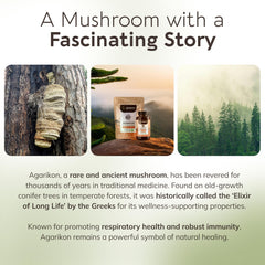 Sustainable wild harvest of Agarikon mushroom.
