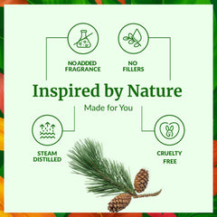 Close-up of Pine Needle Essential Oil droplets