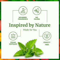 Mentha spicata leaves used for spearmint essential oil