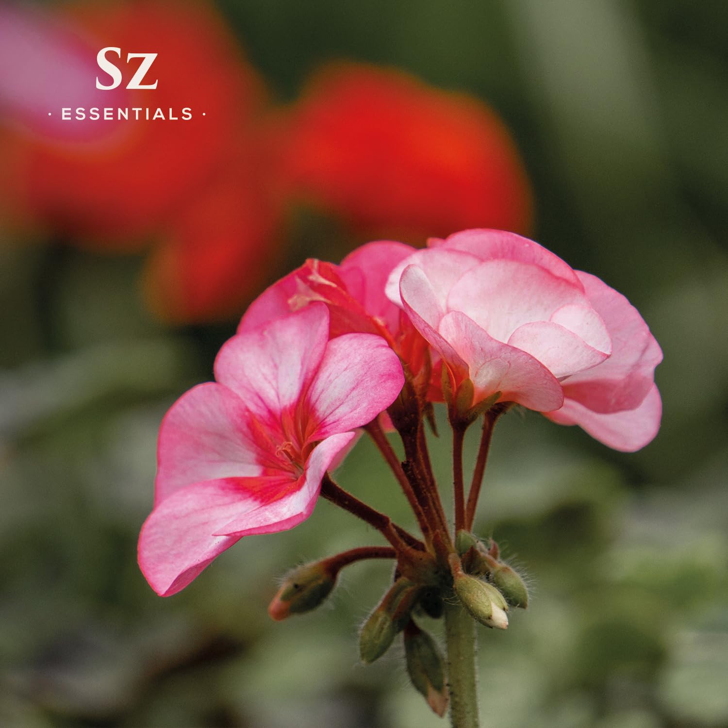 Aromatherapy diffuser with Geranium Rosé oil