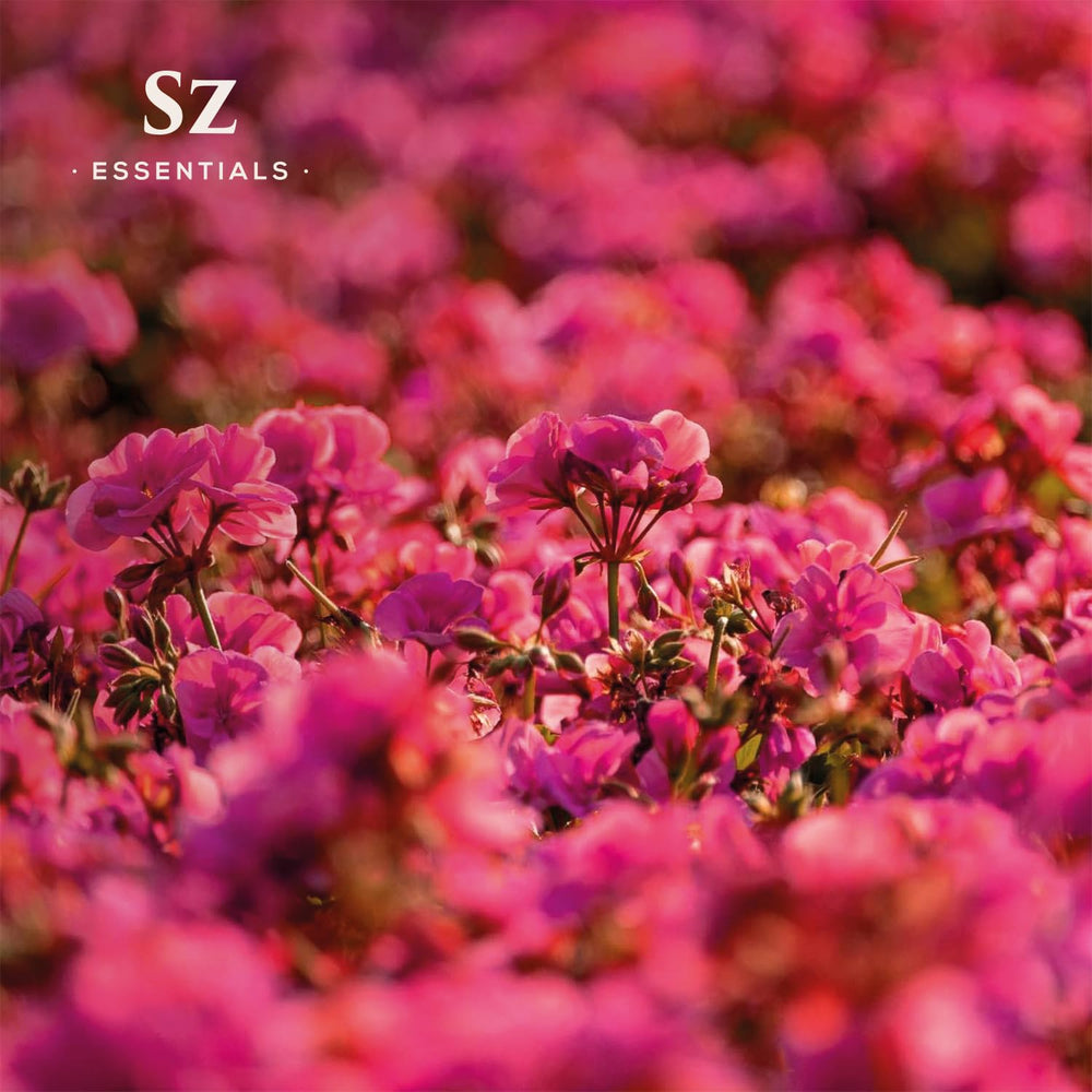 Fresh rose geranium flowers and leaves