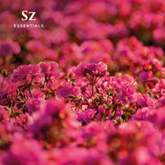 Fresh rose geranium flowers and leaves