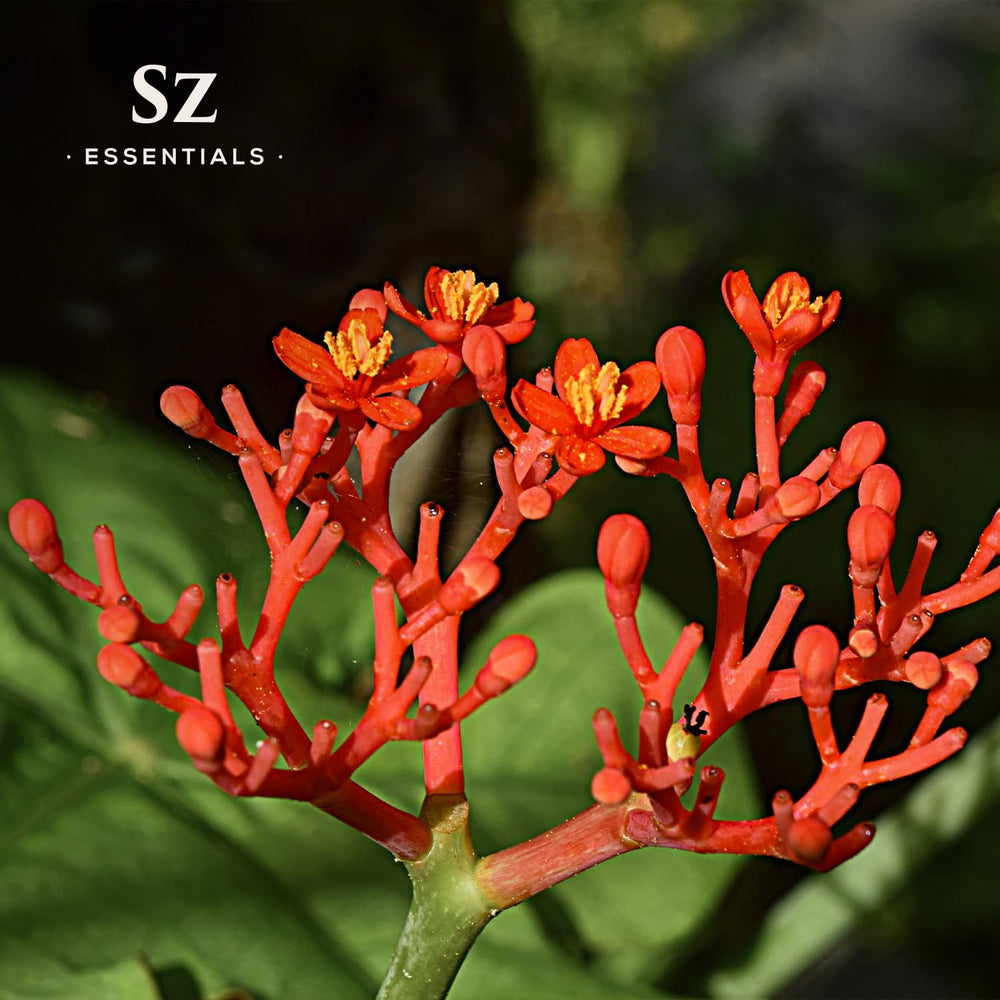 Close-up of Sz Essentials Ginseng Oil dropper and bottle