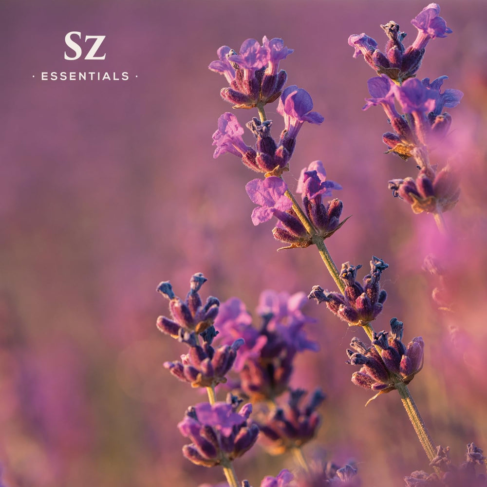 Lavandula stoechas flowers with essential oil bottle on a wooden surface