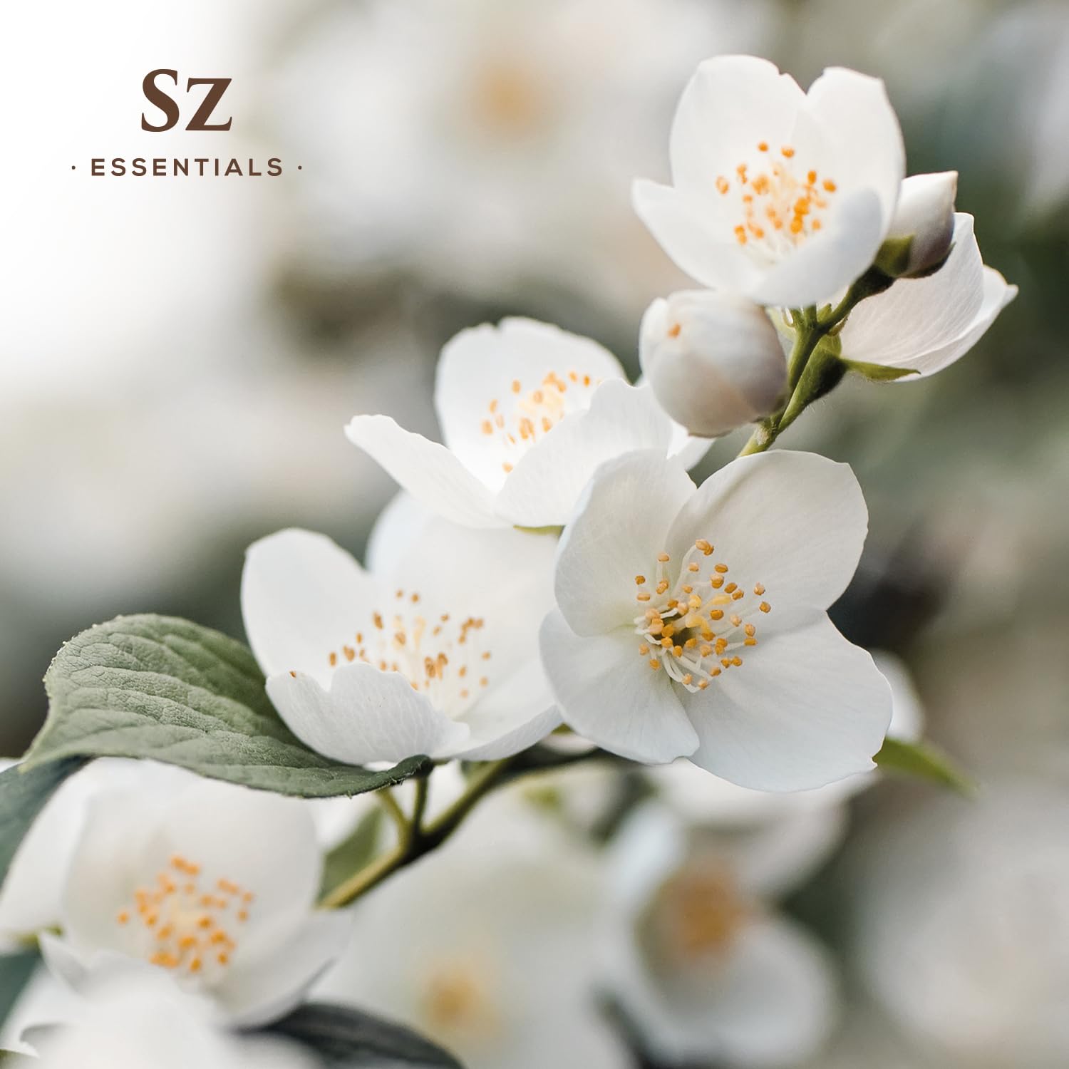 Jasminum grandiflorum blossoms used for jasmine absolute