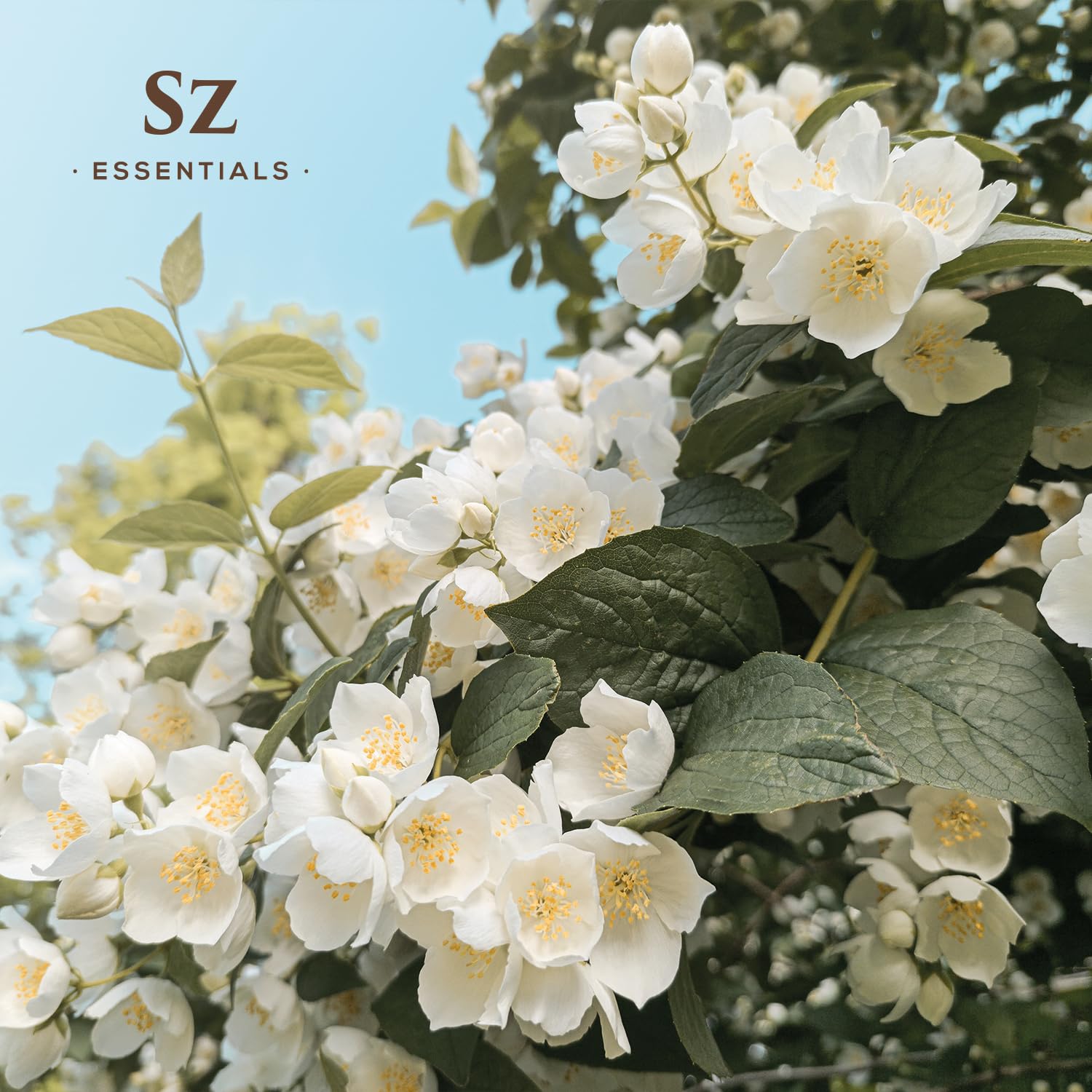 Vegan and cruelty-free Sz Essentials packaging label